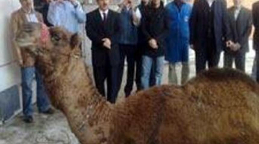 Havaalanında 2.deve vakası