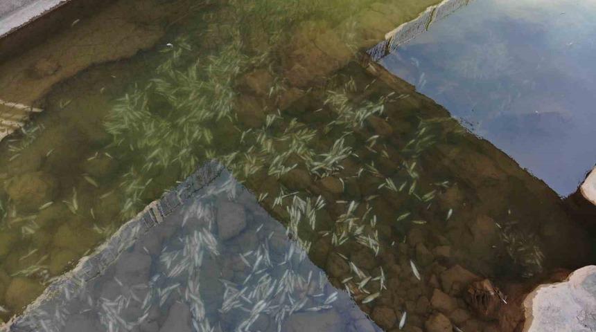 G&uuml;m&uuml;şhane&rsquo;de Harşit &Ccedil;ayı balık mezarlığına d&ouml;nd&uuml;