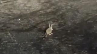 3 buçuk metreye kadar zıplayabiliyor! Nesli tehlike altında... Tunceli’de görüntülendi! İşte o anlar