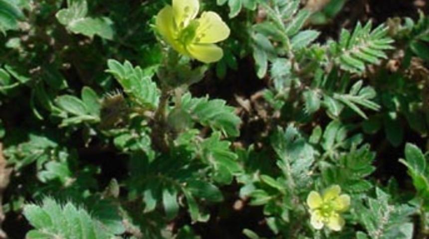 İşte Viagra'nın rakibi