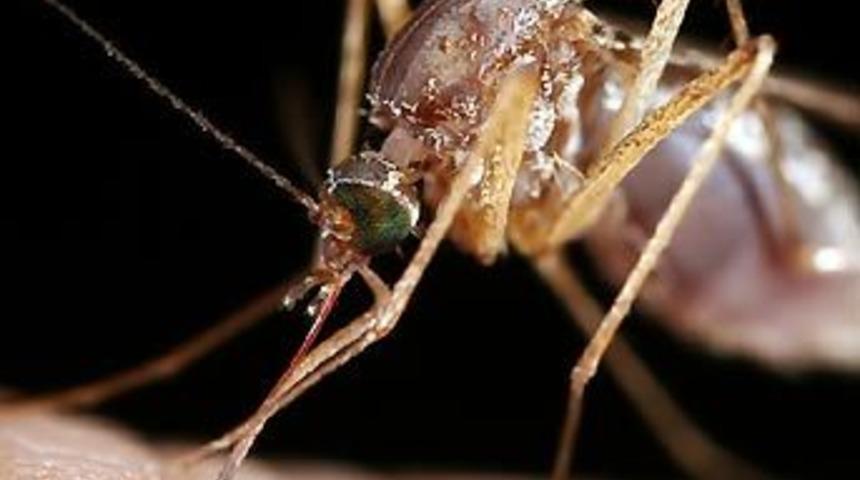 Hırsızı sivrisinek yakalattı