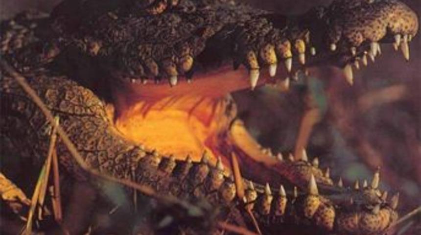 Mafyanın haracını timsah toplamış