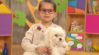 Çocuktan Al Haberi'nin çok bilmiş miniği Ada Derin Acarsen büyüdü, koca kız oldu! Son hali olay oldu