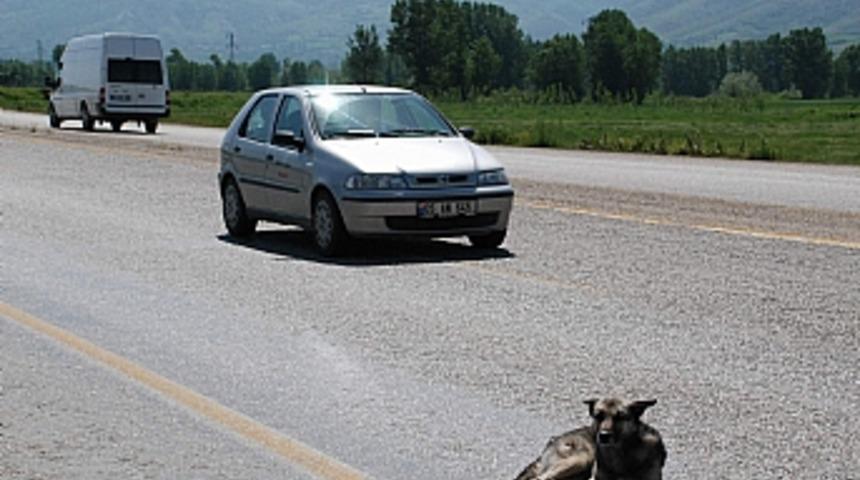 K&ouml;peğin tehlikeli g&uuml;neş keyfi