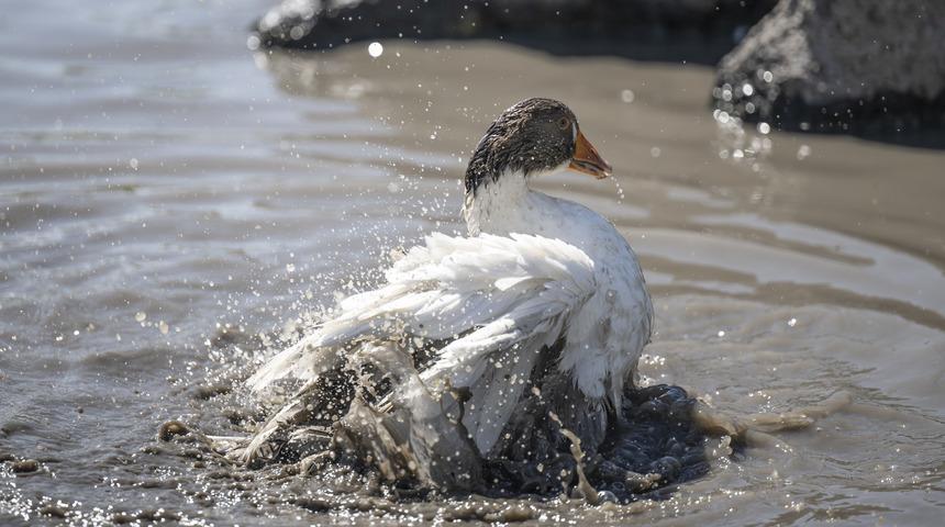 Kars'ta besiye alınan kazlar yaz sıcaklarında dere ve göletlerde serinliyor