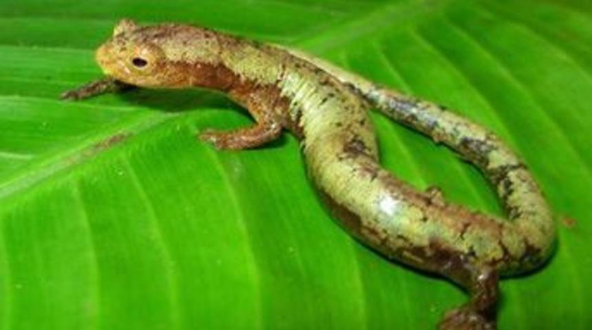 "Nuh'un Gemisi"nden yeni t&uuml;rler &ccedil;ıktı