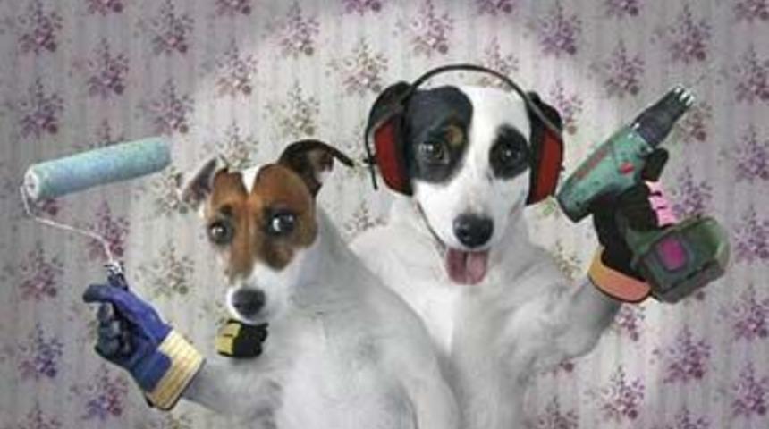 Bu k&ouml;peklerin yaptıklarına inanamayacaksınız!