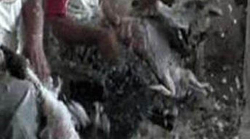 T&uuml;yleri i&ccedil;in kuşları canlı canlı yoldular