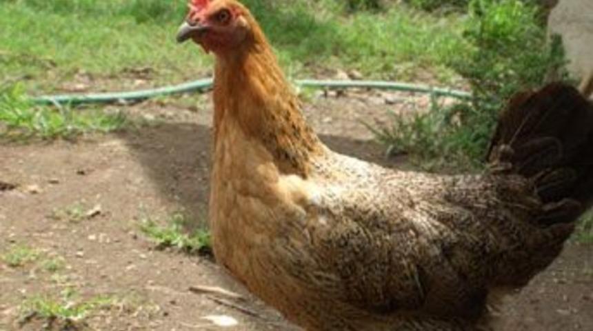 Tavuğuna tecav&uuml;z ettiği iddiası