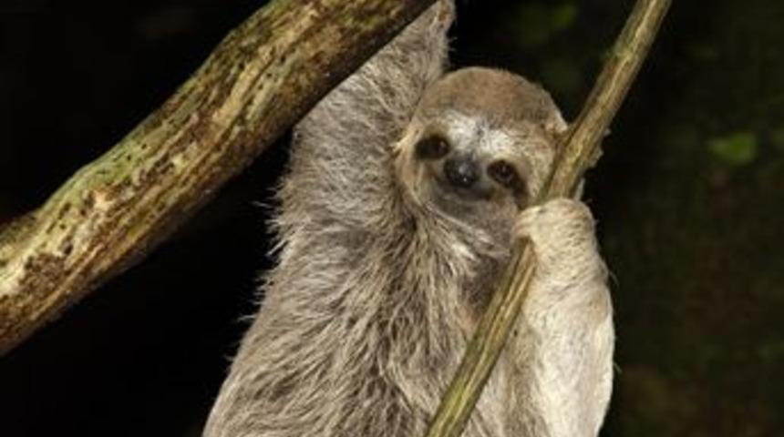 Sanıldıkları kadar tembel değiller