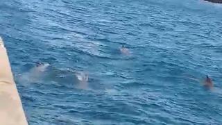 İstanbul Boğazı'nda yunus sürprizi! Vatandaşlar ilgiyle izledi... Böyle görüntülendiler