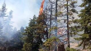Adana'da çıkan orman yangını kontrol altına alındı