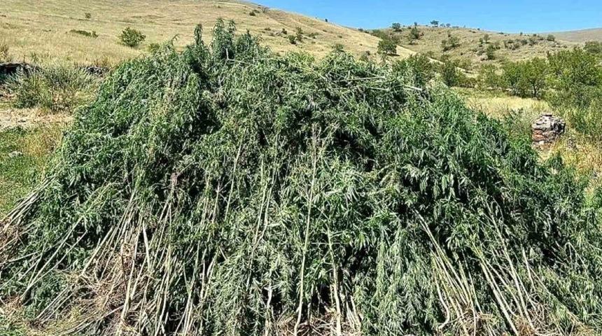 Ardahan’da 131 bin 596 kök kenevir imha edildi