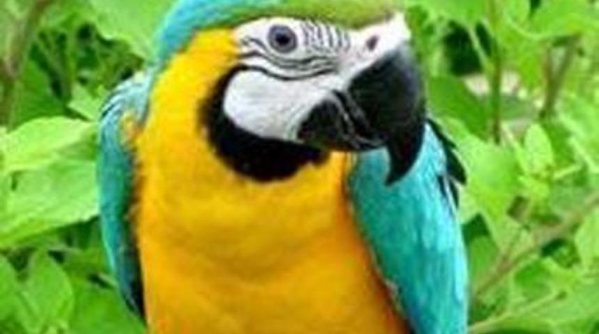 Kafasına papağan d&uuml;şt&uuml;, papağan hastalığından &ouml;ld&uuml;