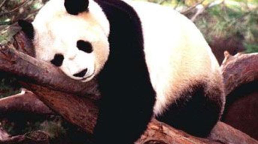 Çin depremi pandaları da sarstı