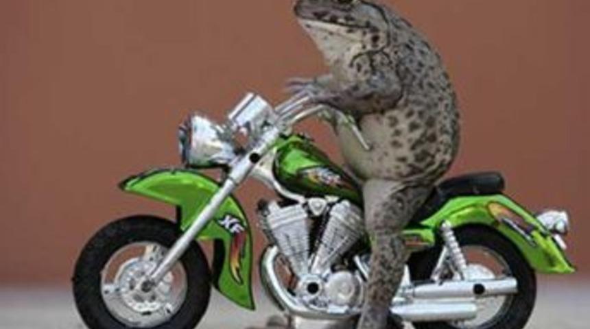 Motorlu kurbağa g&uuml;ld&uuml;r&uuml;yor