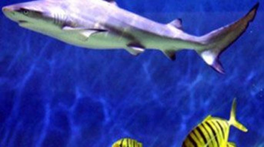 Ankara'ya "Jaws" geldi