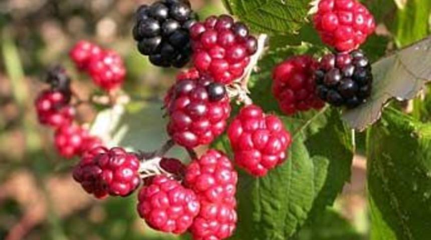 Her g&uuml;n bir avu&ccedil; b&ouml;ğ&uuml;rtlen