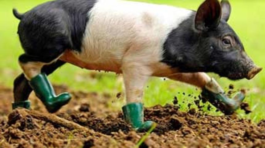 &Ccedil;amur fobisi olan domuza &ccedil;izme giydirildi