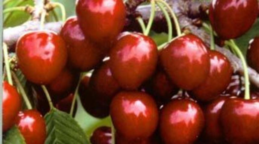 Yılın ilk kirazı 45 YTL
