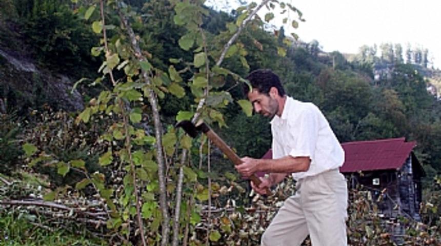 Karadenizli fındığını kesiyor