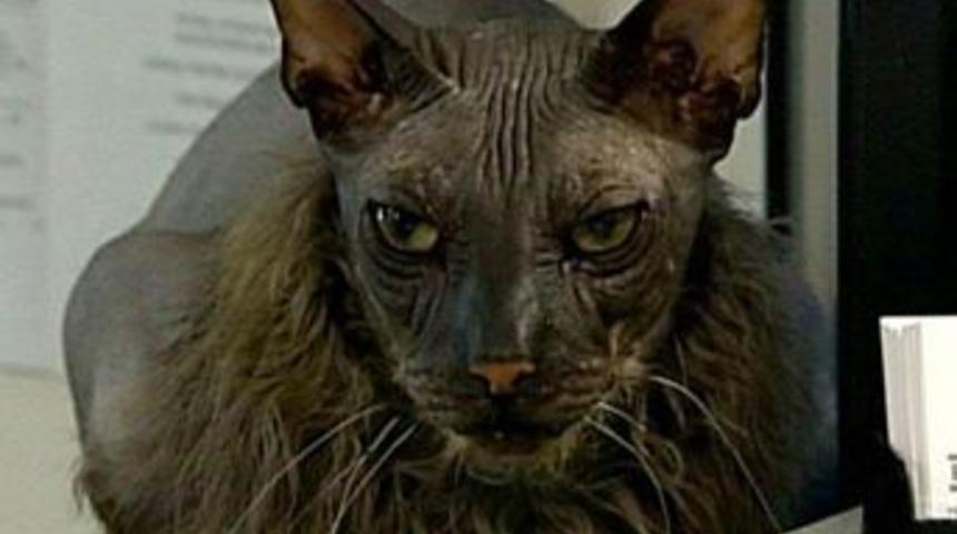 &Ccedil;irkin yarasa &ccedil;ocuk şaşırtıyor