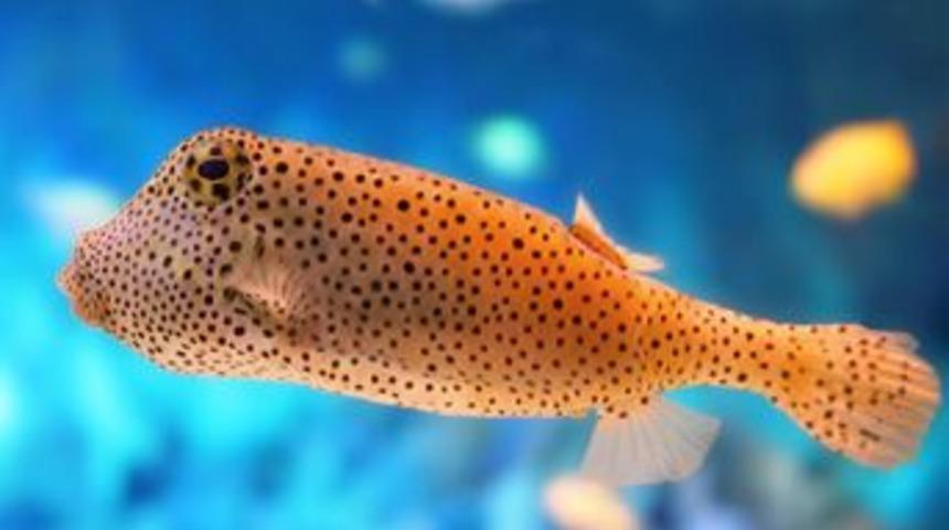 Balık bağırsağı okyanusların asit dengesini koruyor