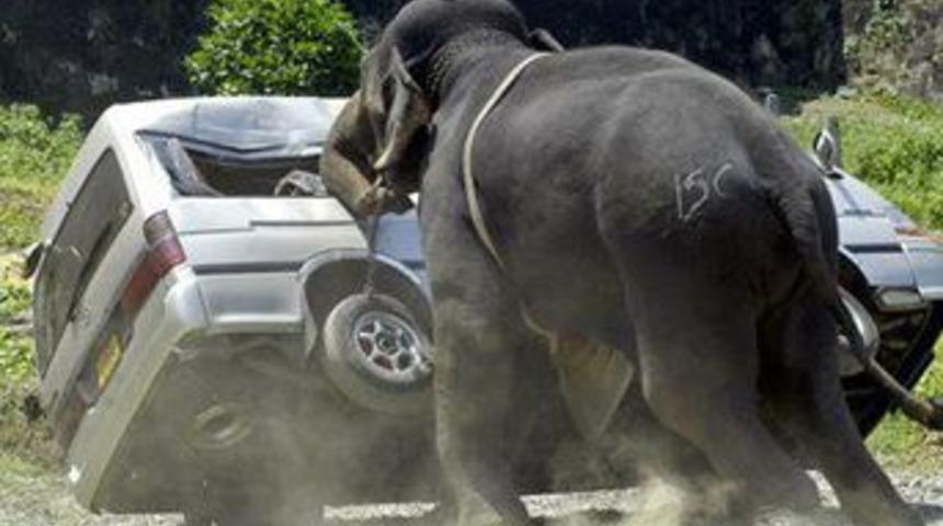 A&ccedil; fil Tayland'ı birbirine kattı