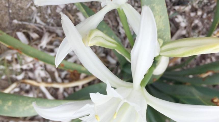 Kum zambağı koparmanın cezası 244 bin 315 TL