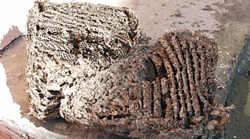 Bayrami&ccedil;'te dev kızıl arı peteği