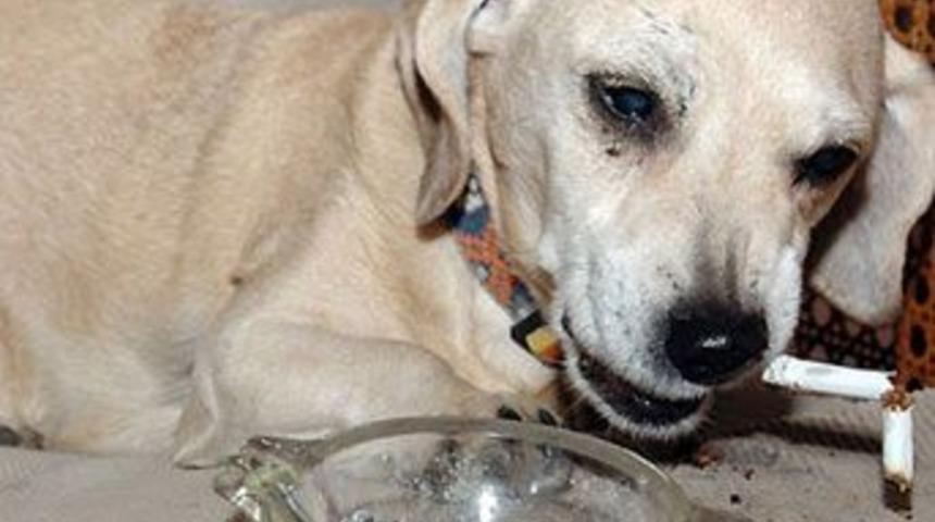 &Ccedil;ok sigara i&ccedil;mekten &ouml;len k&ouml;pek!