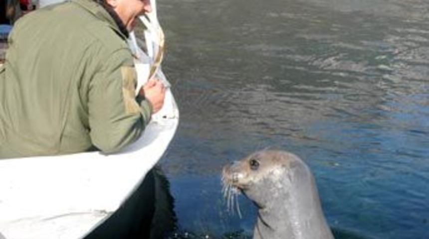 İklim değişikliği fok doğumlarını erteledi