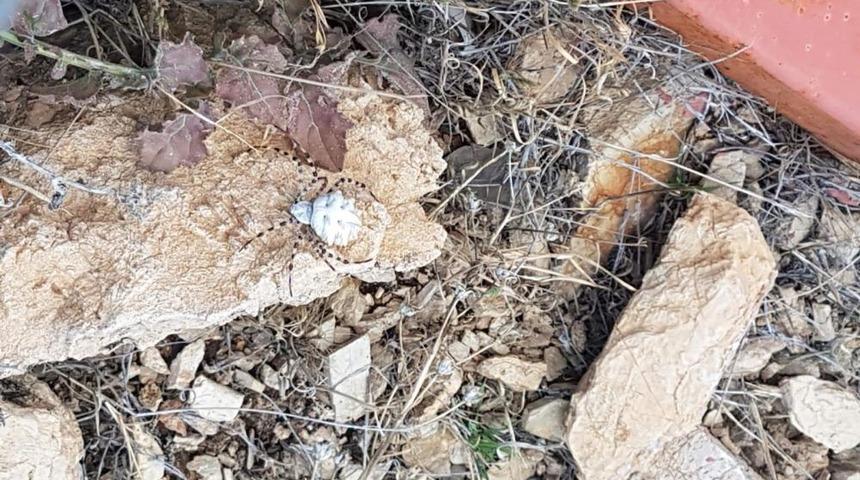 Dünyanın en zehirli örümceklerinden! Argiope lobata, Gümüşhane'den sonra Malatya'da da görüldü