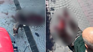 İstanbul Bakırköy'de pitbull dehşeti! Caddede yürürken saldırdı