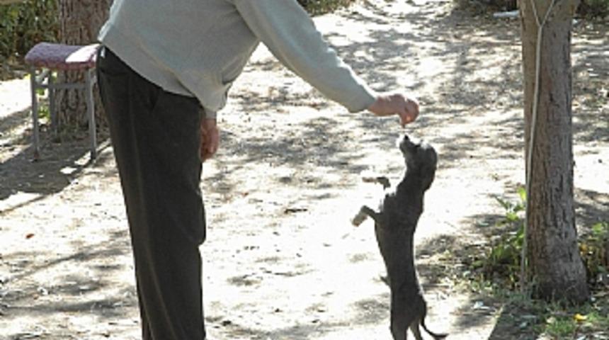 Taksiciler, k&ouml;peğe dans etmesini &ouml;ğretti 