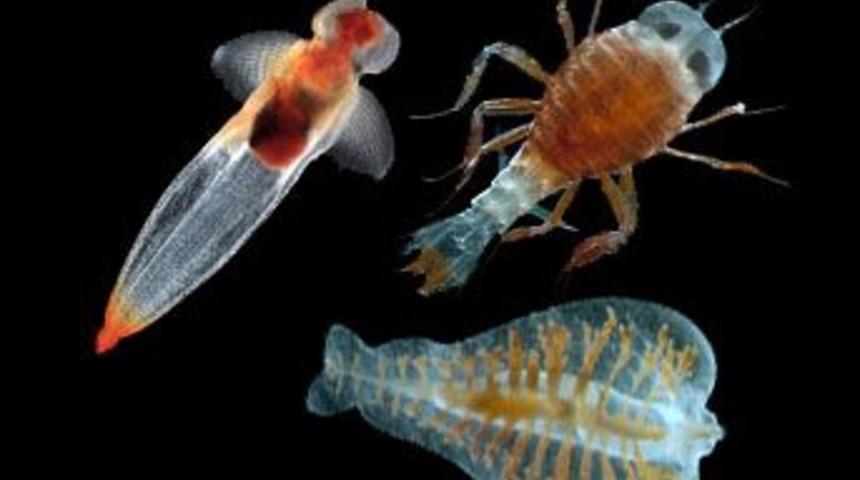 Meğer 235 canlı daha varmış!