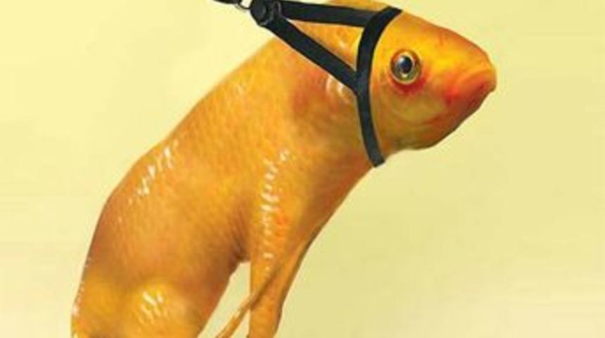 Bunlar da yeni t&uuml;r hayvanlar