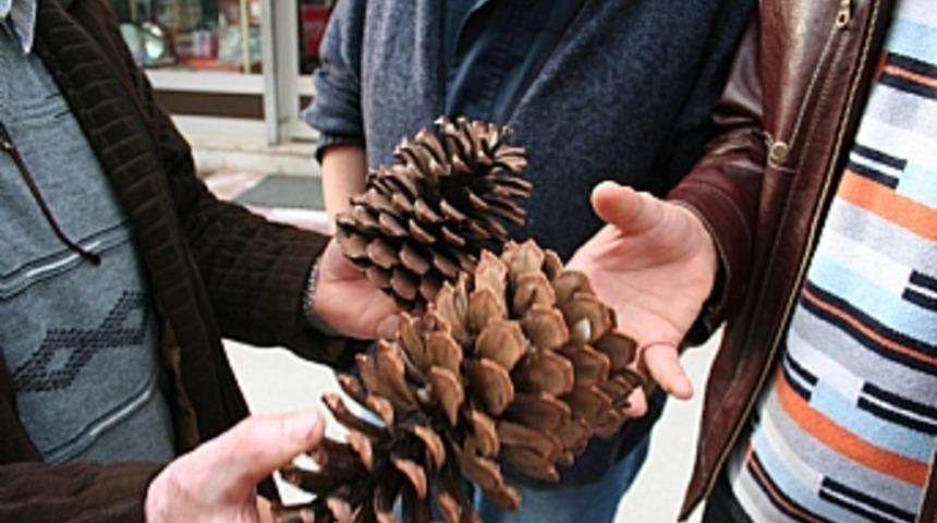 Dev kozalaklar g&ouml;renleri şaşırttı 