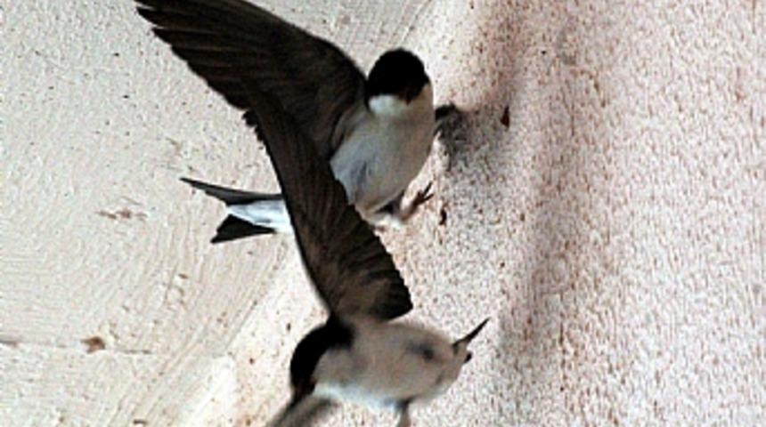 Kırlangı&ccedil;ların yuva yapma yarışı