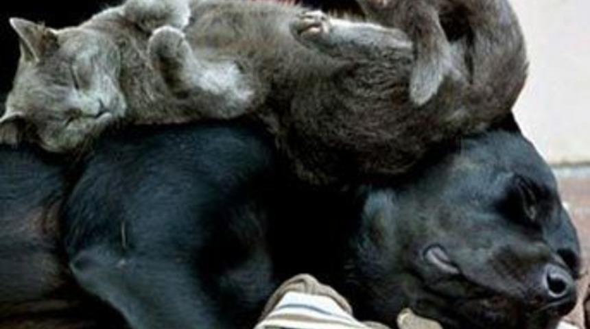 İşte hayvanların en savunmasız anları