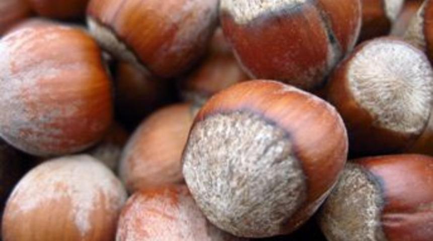 Fındıkta taban fiyat tartışılıyor