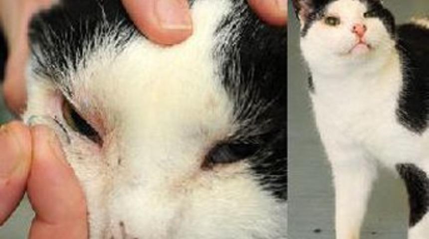 Bu kedi lens takıyor!!!