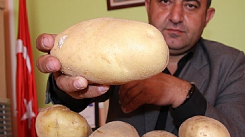 Patates d&uuml;nyadaki a&ccedil;lığa &ccedil;are
