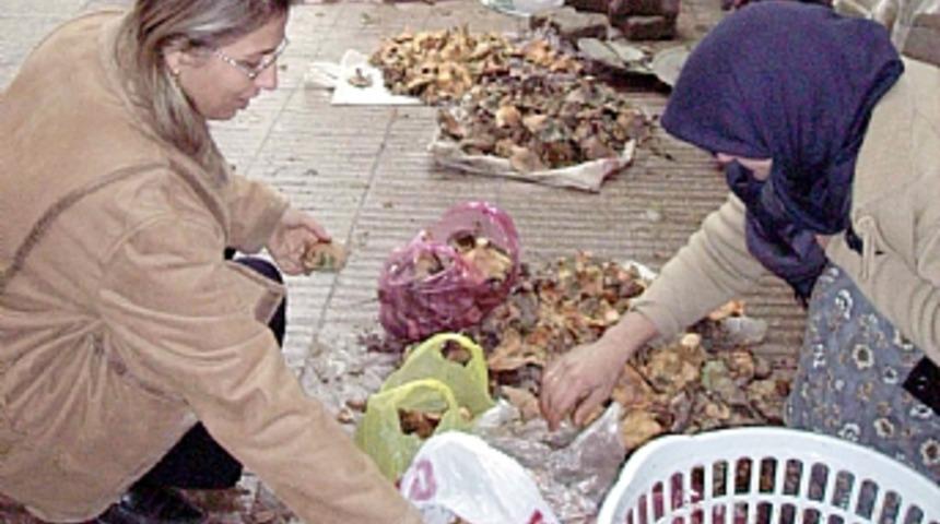 &Ccedil;anakkale'de zehirli mantar alarmı