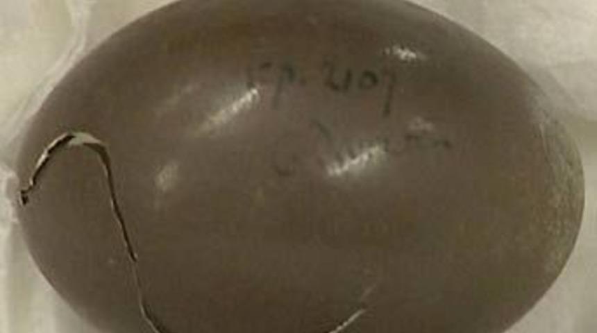 Darwin'in yumurtası bulundu