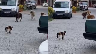 Kedinin cesareti takdir topladı! Boyundan büyük 3 köpeğe kafa tutup sokaktan geçirmedi