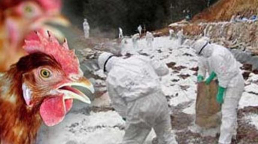 'Kuş gribi' hastalığına dikkat