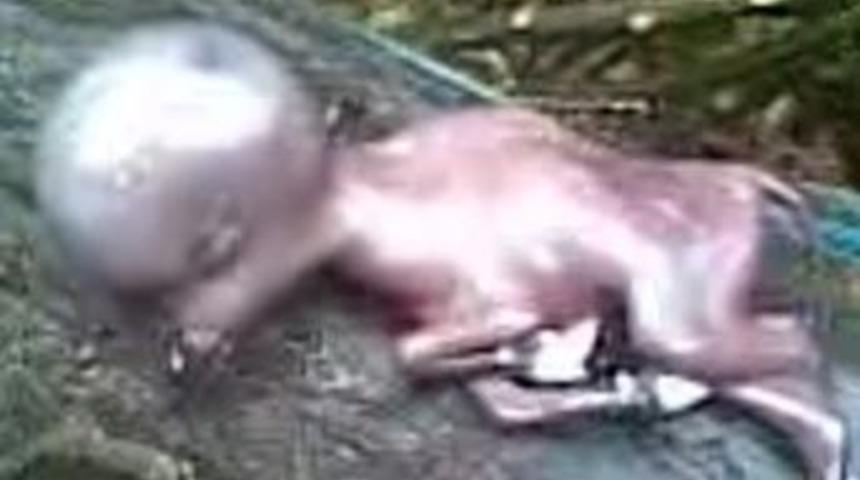 Uzaylıya benzeyen buzağı!