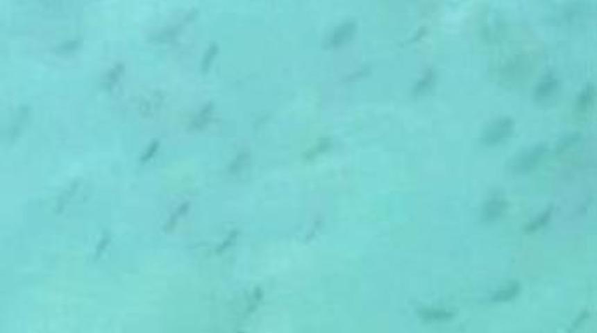 Amerika'da k&ouml;pekbalığı alarmı!