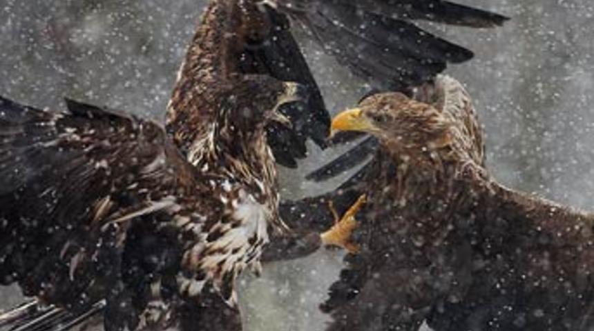 En iyi vahşi doğa fotoğrafları!